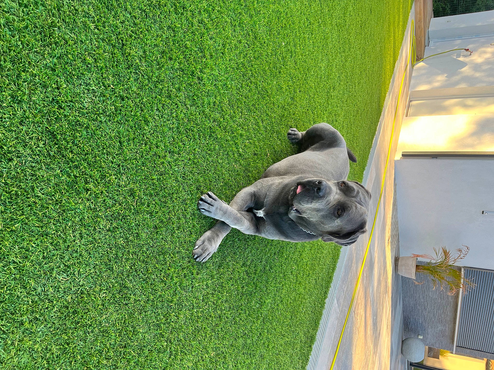 Pippo participe au concours pour gagner de l'argent avec cette photo : canidae, carnivore, companion_dog, dog, dog_breed, family_car, grass, grassland, green, groundcover, house, lawn, leisure, non_sporting_group, plant, shade, sporting_group, tail, vehicle_door, wildlife