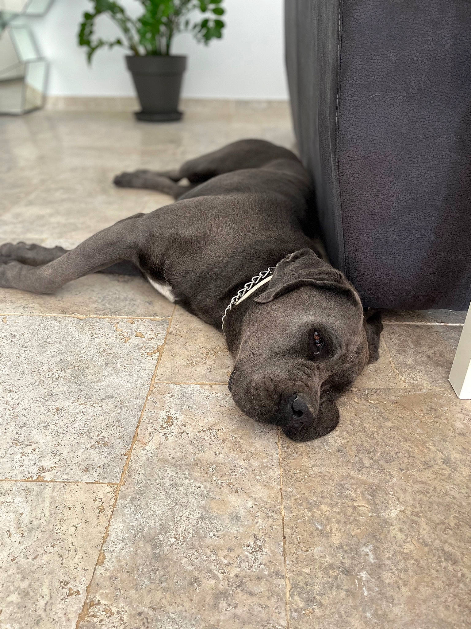 Pippo a rejoint le concours — aidez-le/la à gagner de superbes lots ! carnivore, collar, comfort, companion_dog, dog, dog_breed, fawn, floor, flooring, flowerpot, grey, houseplant, liver, mammal, plant, snout, sporting_group, tail, whiskers, working_animal