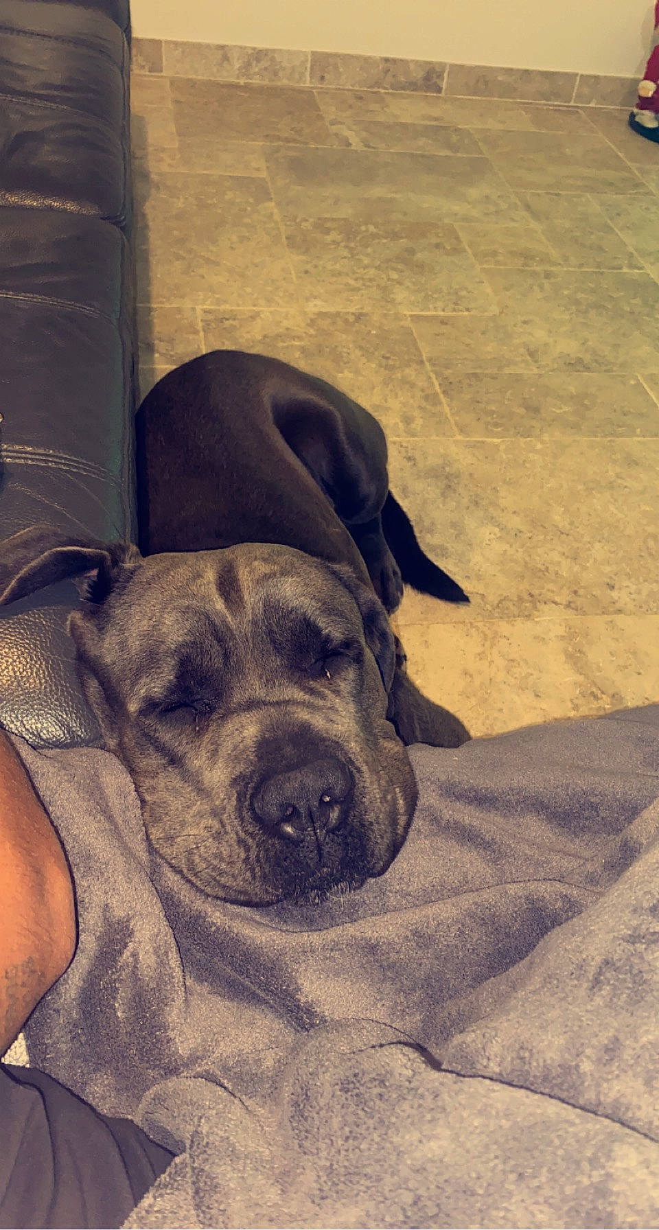 Pippo participe au concours pour gagner de l'argent avec cette photo : canidae, carnivore, comfort, companion_dog, dog, dog_breed, dog_collar, fawn, happy, love, mammal, metal, non_sporting_group, sand, shadow, sporting_group, vertebrate, whiskers, working_animal, working_dog