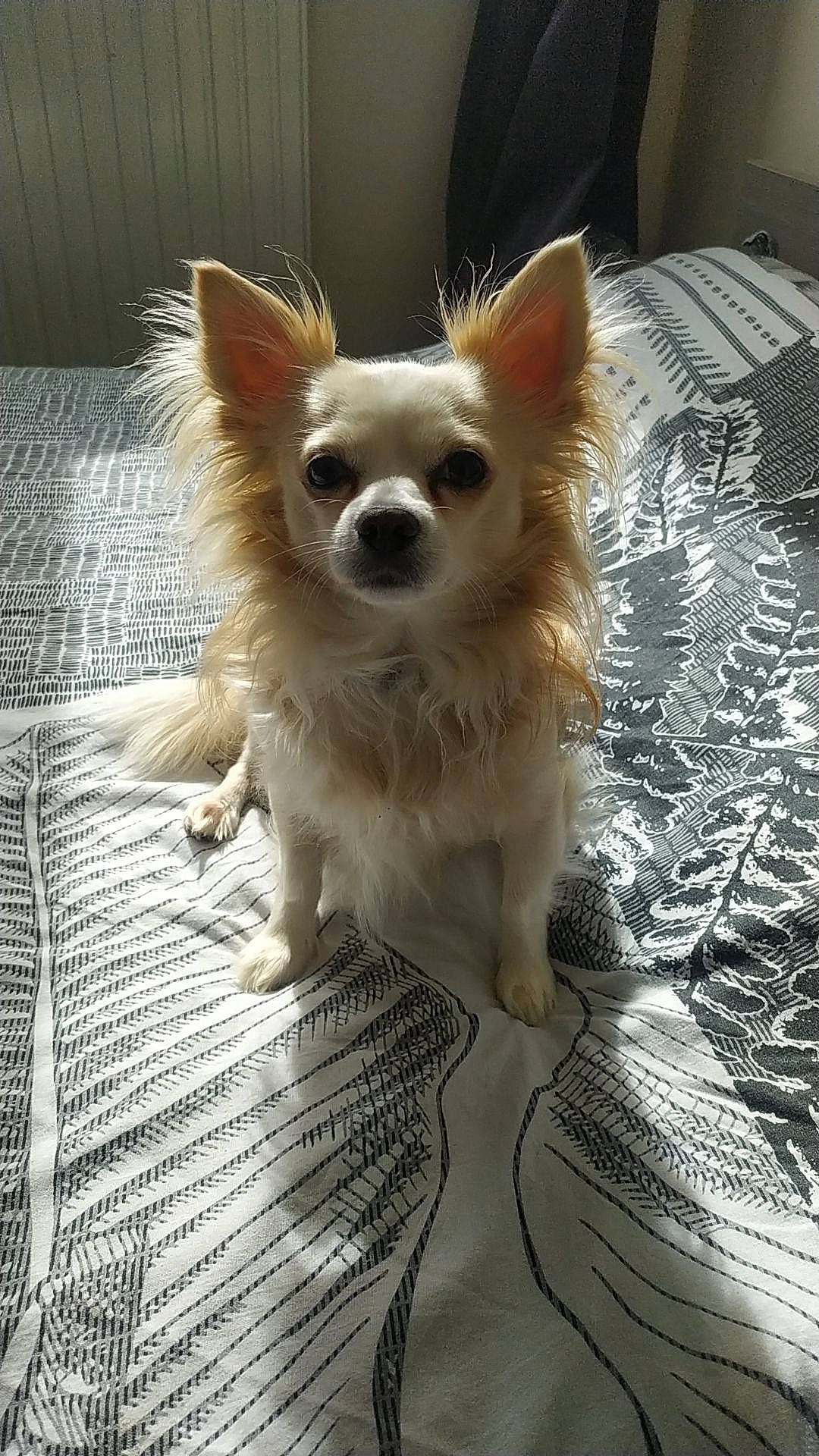 Pumba participe au concours pour gagner de l'argent avec cette photo : canidae, carnivore, chihuahua, companion_dog, corgi_chihuahua, dog, dog_breed, dog_supply, fawn, flooring, fur, non_sporting_group, snout, sporting_group, terrestrial_animal, toy_dog, whiskers, wood