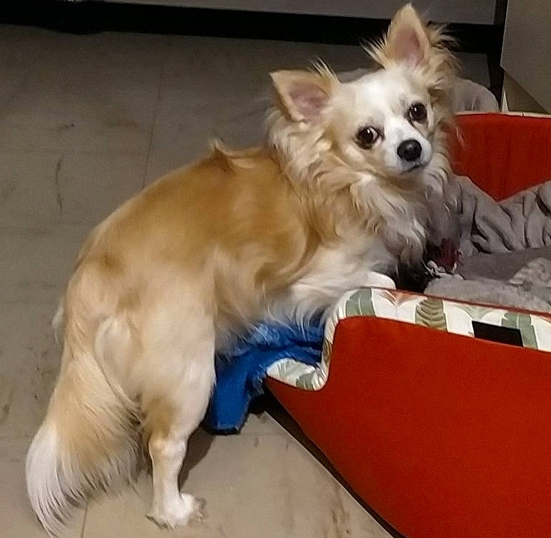 Pumba participe au concours pour gagner de l'argent avec cette photo : canidae, carnivore, companion_dog, digital_video_recorder, dog, dog_breed, dog_supply, fawn, fur, german_spitz, liver, paw, pet_supply, puppy, small_greek_domestic_dog, sporting_group, toy_dog, volpino_italiano, whiskers, working_animal