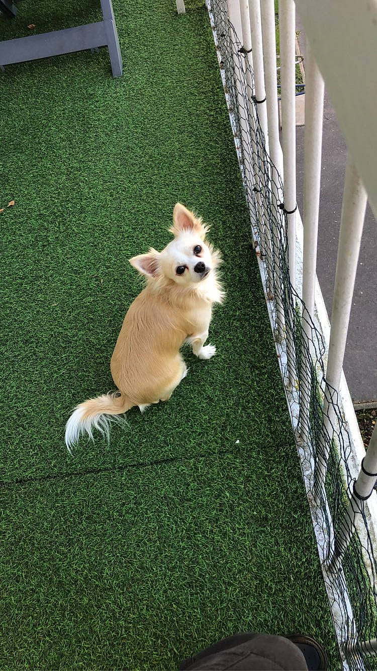 Pumba a rejoint le concours — aidez-le/la à gagner de superbes lots ! canidae, carnivore, companion_dog, dog, dog_breed, dog_supply, fawn, fence, flooring, fur, grass, home_fencing, plant, snout, sporting_group, tail, toy_dog, tree, whiskers, wood