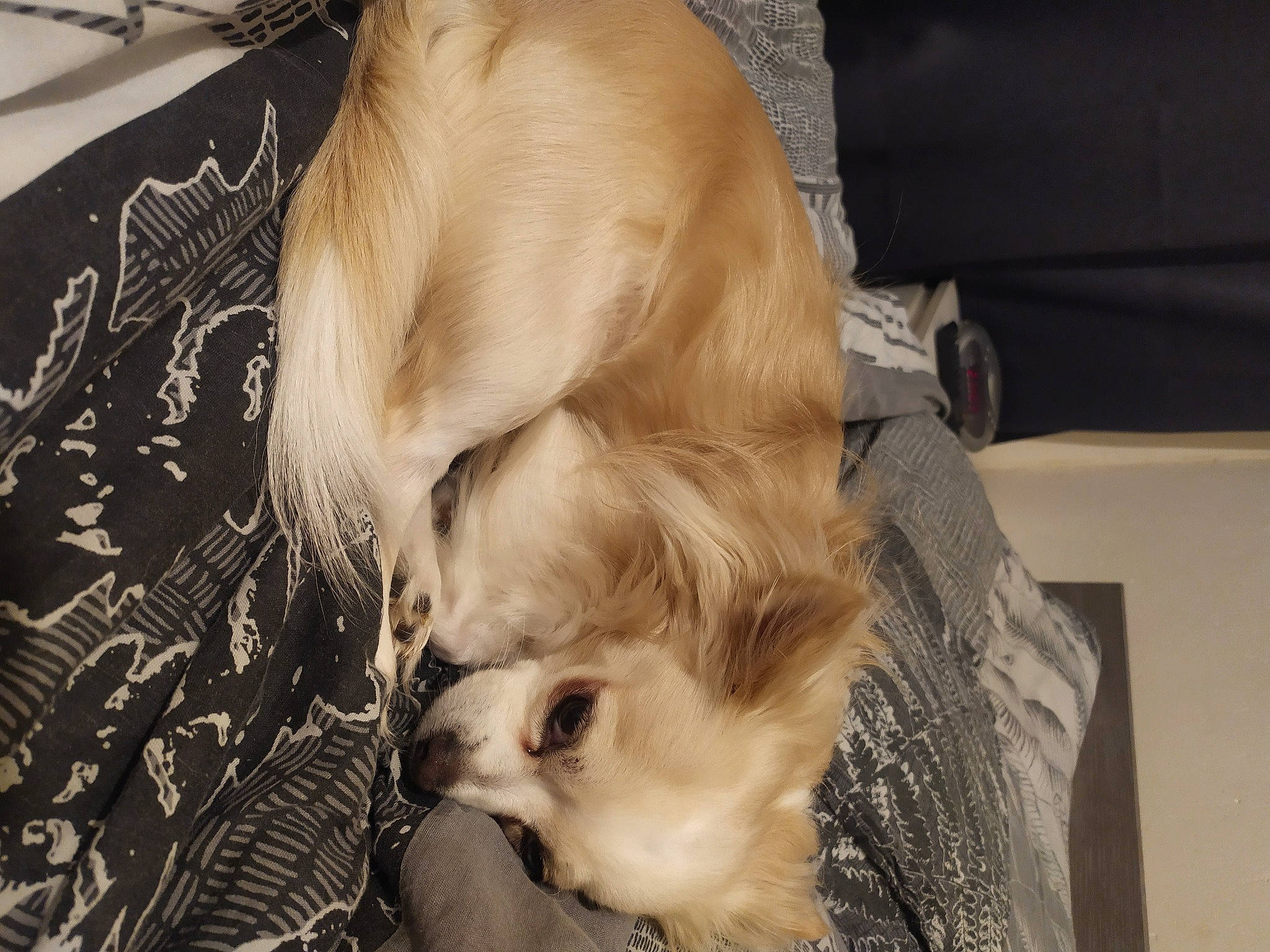 Pumba participe au concours pour gagner de l'argent avec cette photo : canidae, carnivore, comfort, companion_dog, dog_breed, fawn, felidae, fur, linens, liver, nap, paw, pomeranian, room, small_to_medium_sized_cats, snout, sporting_group, tail, toy_dog, whiskers