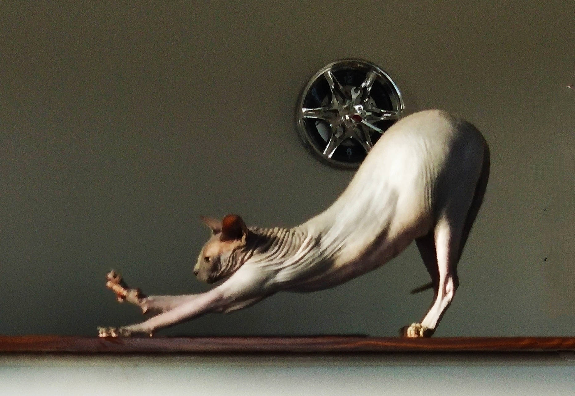 Digit is registered to the contest to win money with this photo: carnivore, cat, donskoy, felidae, peterbald, small_to_medium_sized_cats, sphynx, ukrainian_levkoy