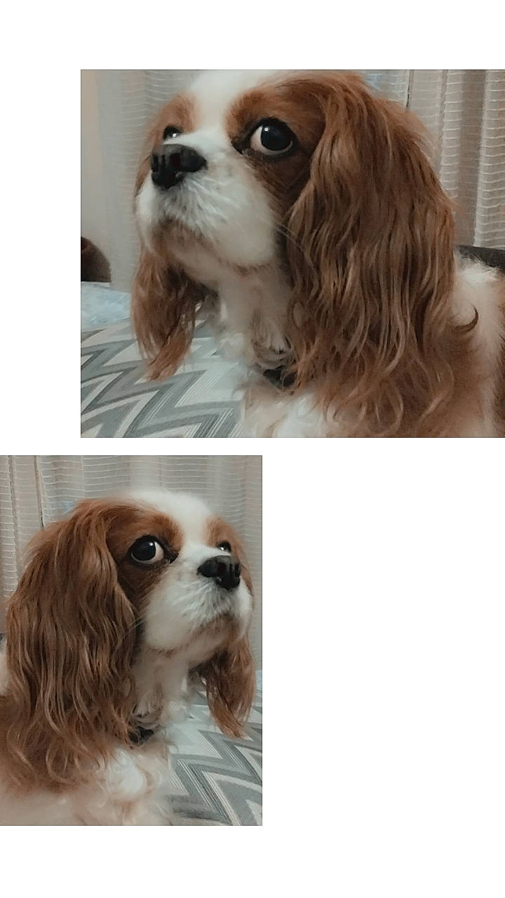 Joy a rejoint le concours — aidez-le/la à gagner de superbes lots ! canidae, carnivore, cavalier_king_charles_spaniel, companion_dog, dog, dog_breed, dog_supply, fawn, fur, king_charles_spaniel, liver, pet_supply, porch, snout, sporting_group, toy_dog, window_blind, working_animal