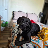 Milo is registered to the contest to win money with this photo: dog, black_dog, bed, blanket, patterned_blanket, bedroom, pillow, yellow_blanket, wooden_floor, door, indoor, pet, animal, resting, curious, head_tilt, cozy, furniture, sleeping_area, cute