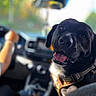 animal, black_dog, blurred_background, canine, car_interior, closeup, companion, dashboard, dog, driver, happy, harness, pet, seat, steering_wheel, sunlight, tongue_out, transportation, travel, window