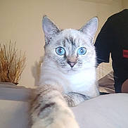 Pinceau participe au concours pour gagner de l'argent avec cette photo : cat, blue_eyes, paw, indoor, person, black_shirt, bed, blanket, feline, curious, close_up, pet, animal, domestic, whiskers, ears, face, fur, resting, light