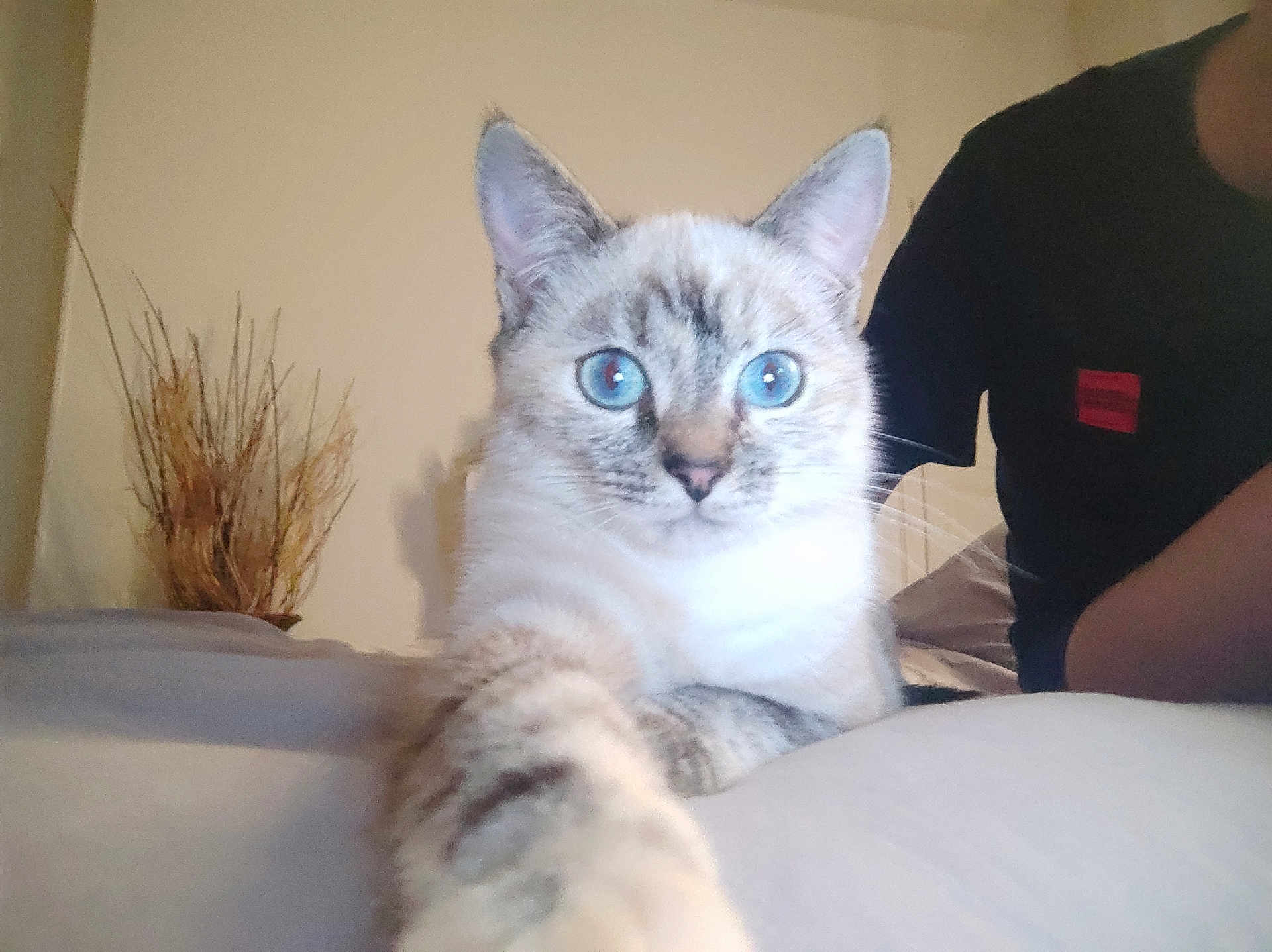 Pinceau participe au concours pour gagner de l'argent avec cette photo : cat, blue_eyes, paw, indoor, person, black_shirt, bed, blanket, feline, curious, close_up, pet, animal, domestic, whiskers, ears, face, fur, resting, light