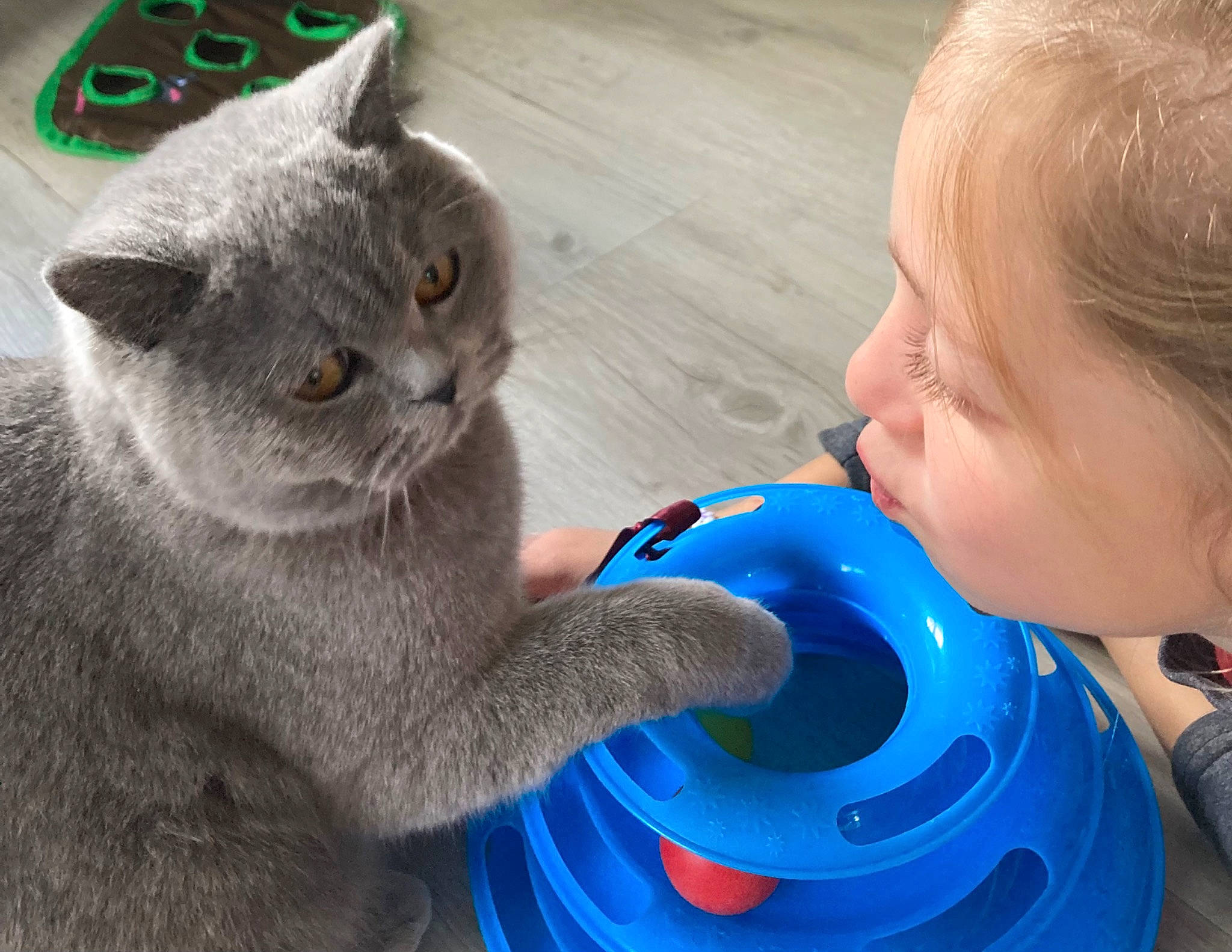 Sushi a rejoint le concours — aidez-le/la à gagner de superbes lots ! automotive_tire, automotive_wheel_system, carnivore, cat, domestic_short_haired_cat, ear, electric_blue, felidae, fun, fur, gesture, leisure, paw, personal_protective_equipment, russian_blue, small_to_medium_sized_cats, water, whiskers