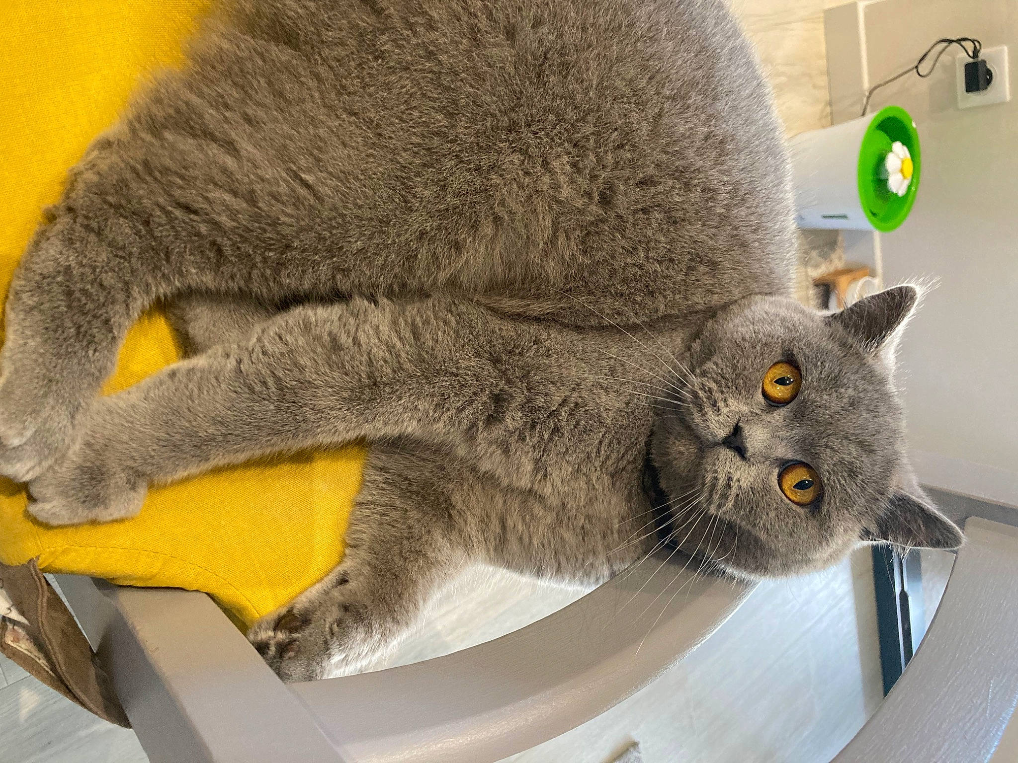 Sushi participe au concours pour gagner de l'argent avec cette photo : art, carnivore, cat, cat_supply, domestic_short_haired_cat, felidae, fur, grey, mammal, plant, russian_blue, shelf, small_to_medium_sized_cats, snout, tail, terrestrial_animal, whiskers