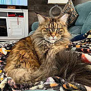 Snickers is registered to the contest to win money with this photo: animal, blanket, cat, couch, cozy, cushion, domestic, eyes, fluffy, fur, furniture, indoor, lamp, living_room, pet, portrait, relaxed, tabby, tail, whiskers