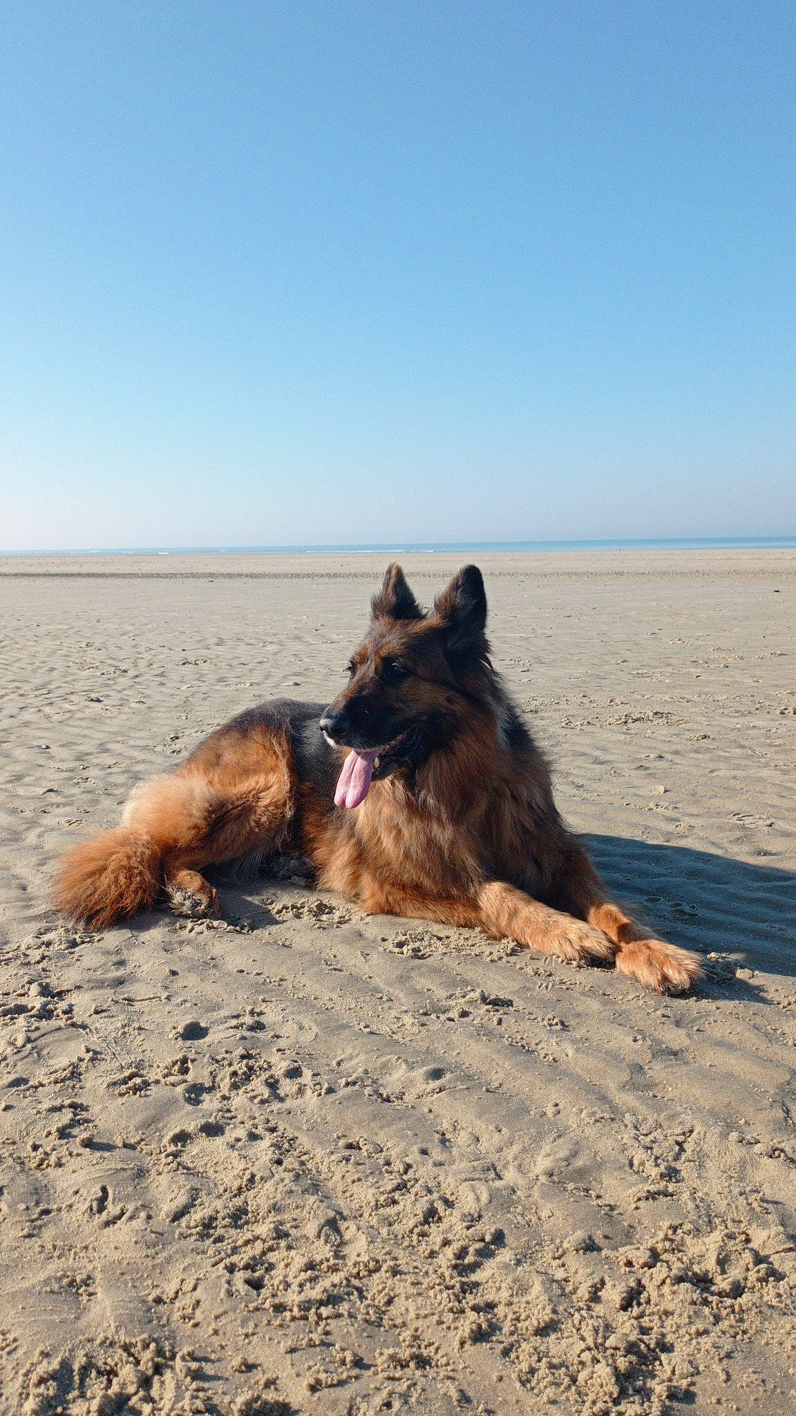 Irka participe au concours pour gagner de l'argent avec cette photo : aeolian_landform, beach, canidae, carnivore, cloud, coast, dog, dog_breed, fawn, german_shepherd_dog, herding_dog, horizon, landscape, ocean, old_german_shepherd_dog, sand, sky, soil, sporting_group, working_dog