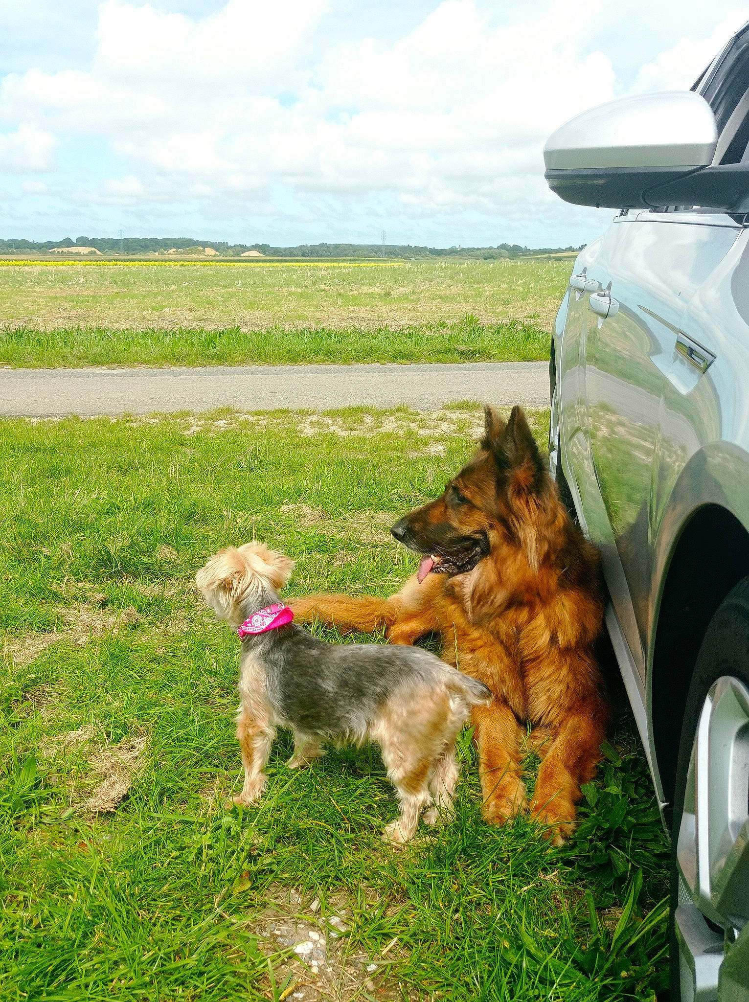 Irka participe au concours pour gagner de l'argent avec cette photo : automotive_tire, canidae, car, carnivore, cloud, companion_dog, dog, dog_breed, fawn, fender, grass, grassland, hood, landscape, plant, sky, sporting_group, tire, vehicle, wheel