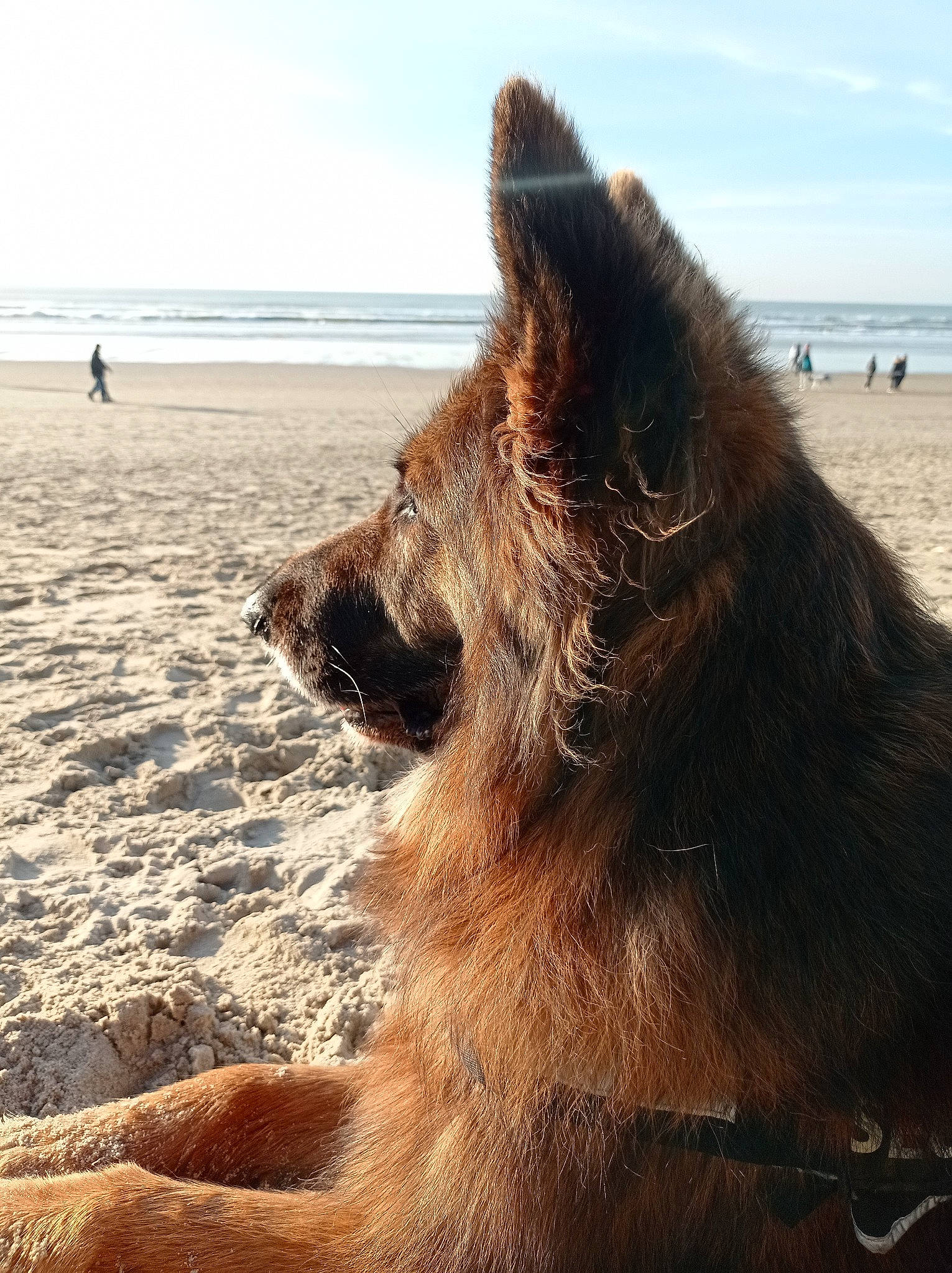 Irka a rejoint le concours — aidez-le/la à gagner de superbes lots ! beach, body_of_water, canidae, carnivore, dog, dog_breed, fawn, german_shepherd_dog, giant_dog_breed, herding_dog, landscape, ocean, sand, sky, sporting_group, terrestrial_animal, water, wind_wave, wood, working_animal