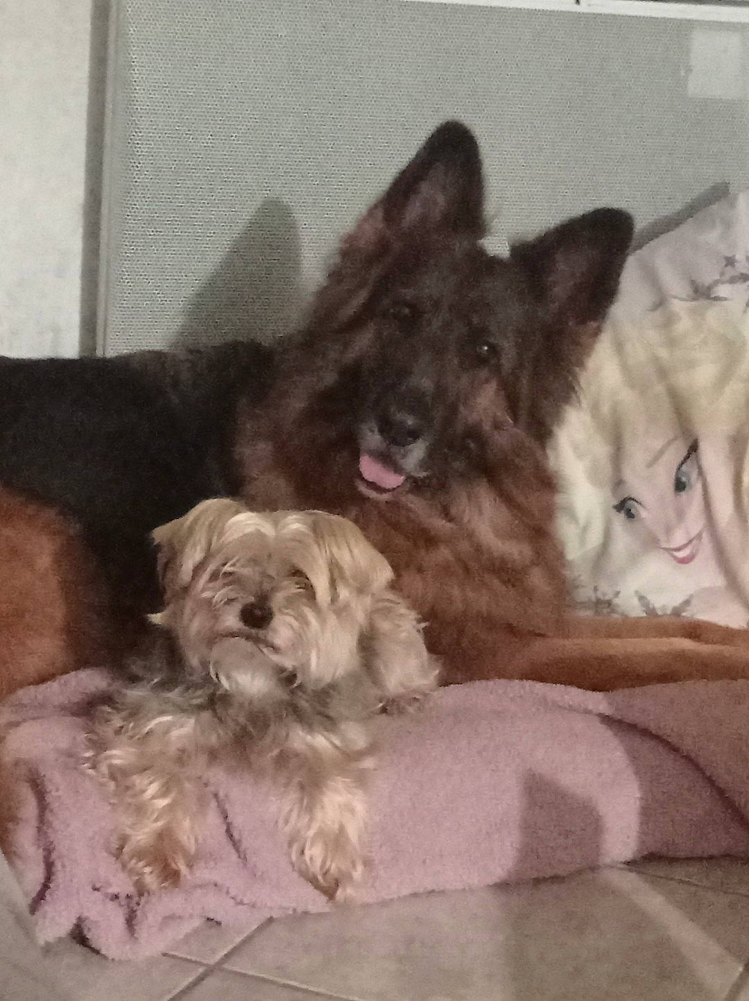 Irka participe au concours pour gagner de l'argent avec cette photo : canidae, carnivore, comfort, companion_dog, dog, dog_breed, dog_supply, fur, liver, non_sporting_group, small_terrier, snout, sporting_group, terrier, toy_dog, working_animal, yorkipoo