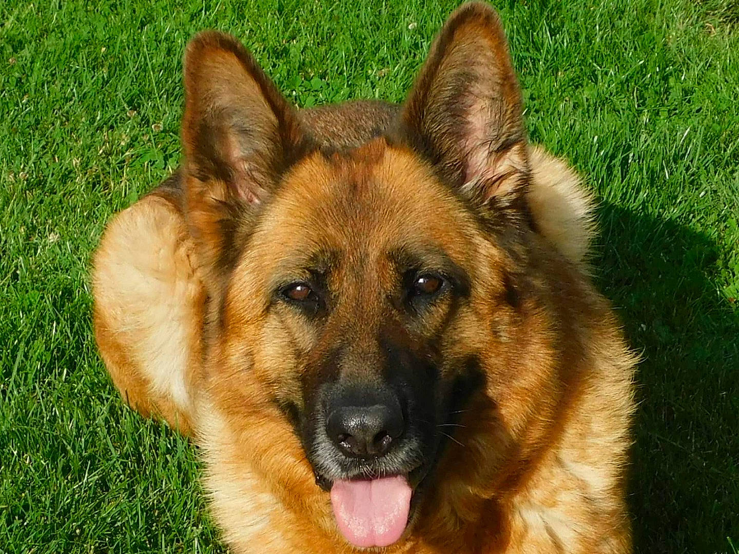 Fahra participe au concours pour gagner de l'argent avec cette photo : canidae, carnivore, companion_dog, dog, dog_breed, eye, fawn, fur, grass, herbaceous_plant, herding_dog, plant, snout, sporting_group, terrestrial_animal, working_dog