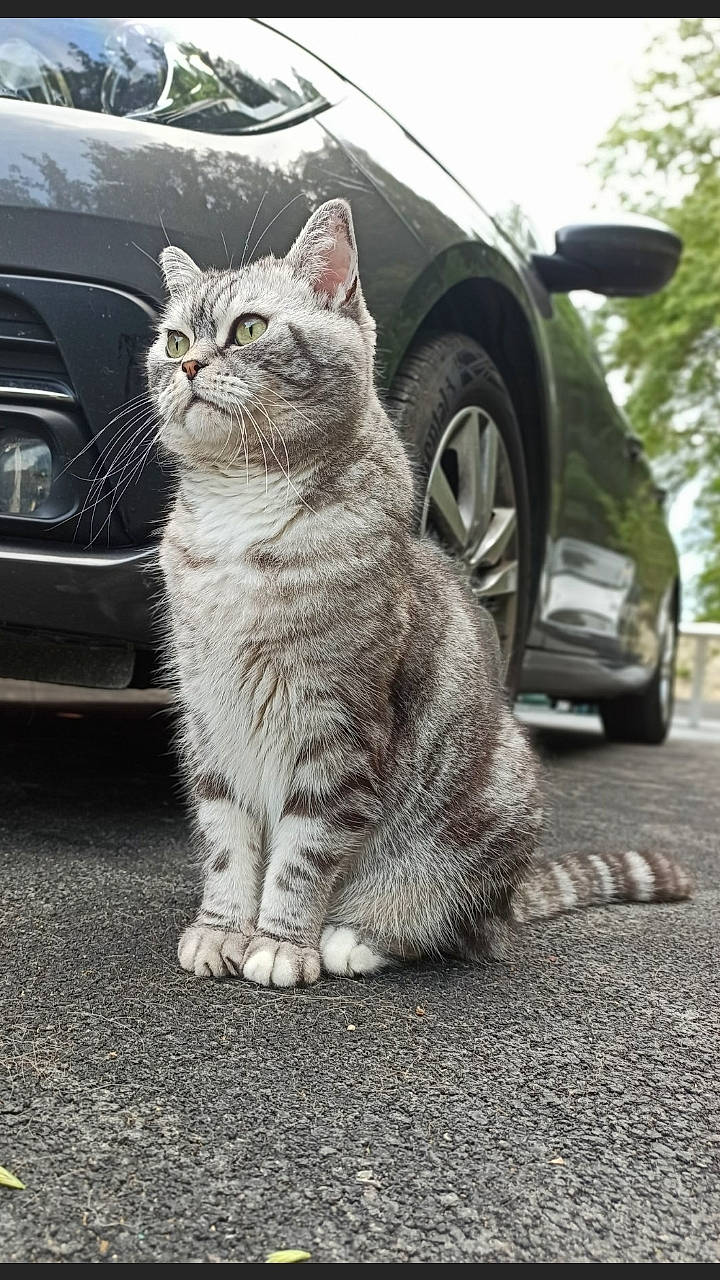 Tom participe au concours pour gagner de l'argent avec cette photo : aegean_cat, asian, automotive_wheel_system, british_semi_longhair, car, carnivore, cat, domestic_short_haired_cat, european_shorthair, felidae, grass, mammal, photography, polydactyl_cat, small_to_medium_sized_cats, snout, tabby_cat, vertebrate, wheel, whiskers