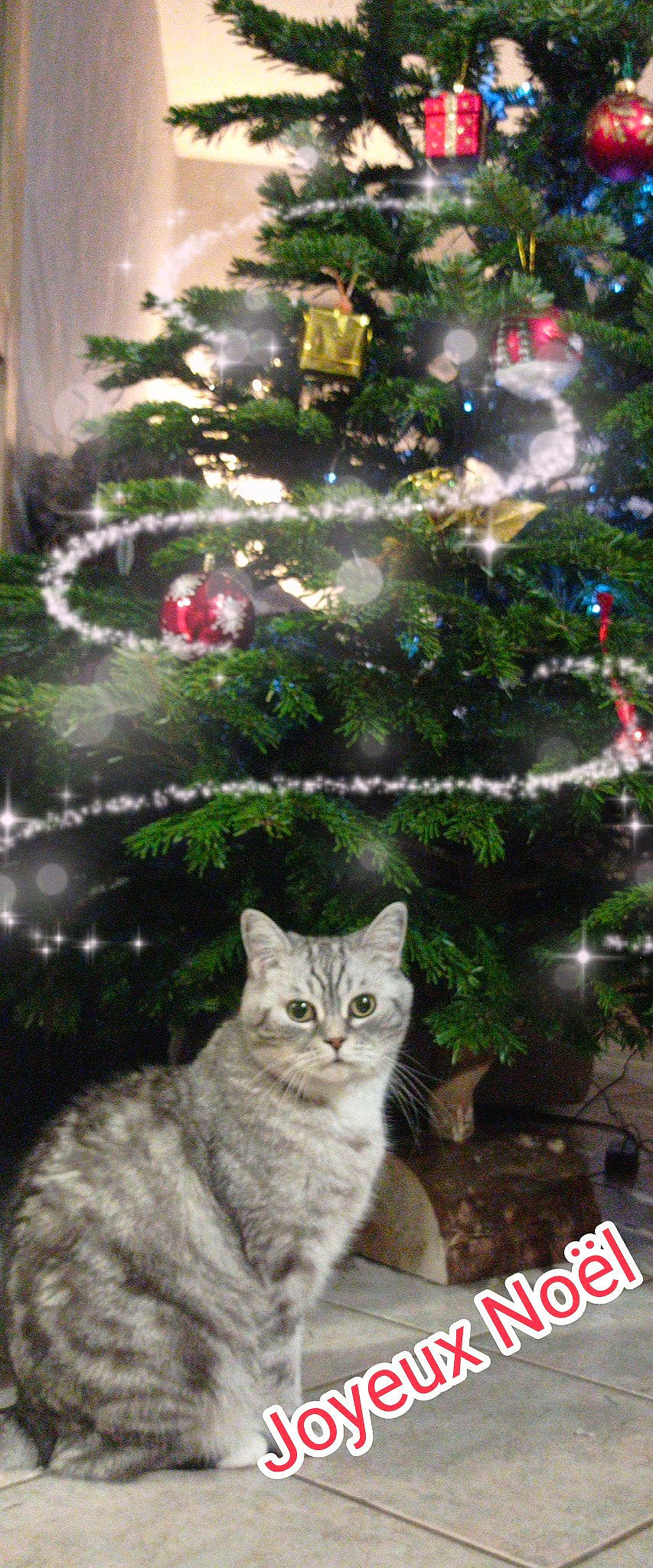 Tom a rejoint le concours — aidez-le/la à gagner de superbes lots ! art, carnivore, cat, christmas, christmas_decoration, christmas_ornament, christmas_tree, event, evergreen, felidae, holiday_ornament, light, ornament, plant, small_to_medium_sized_cats, tail, tree, whiskers, white, woody_plant