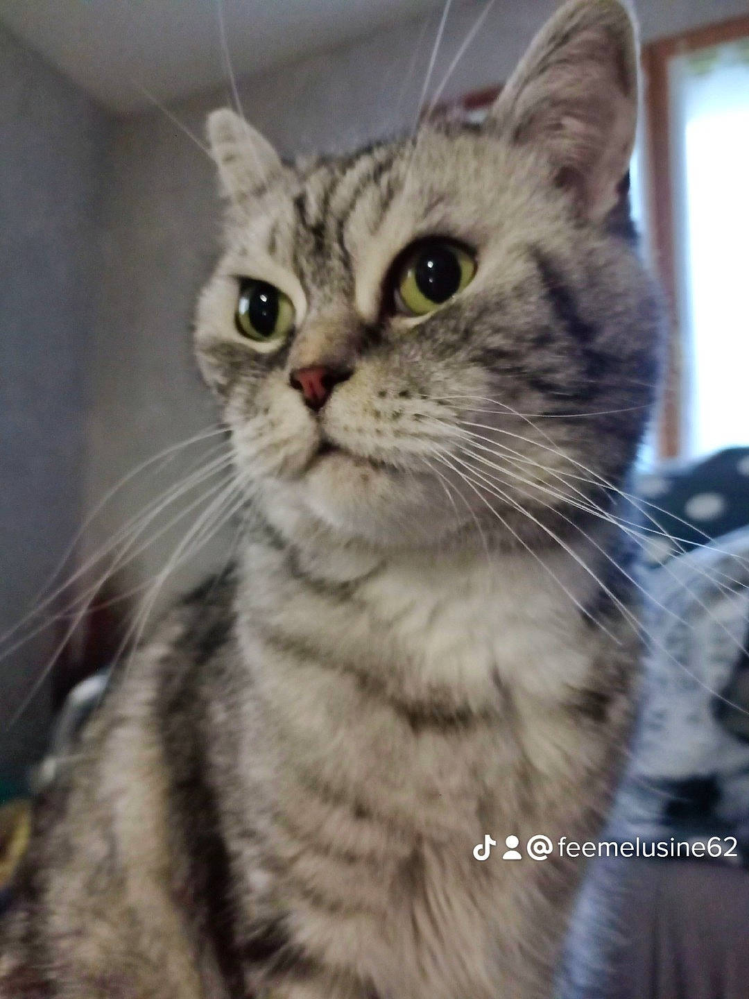 Tom participe au concours pour gagner de l'argent avec cette photo : carnivore, cat, claw, domestic_short_haired_cat, felidae, fur, paw, photo_caption, small_to_medium_sized_cats, snout, terrestrial_animal, whiskers, window