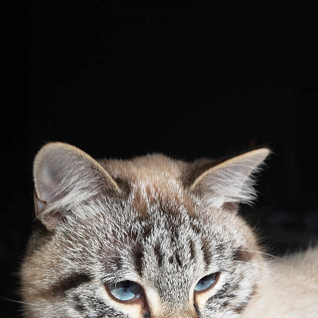 Beanie a rejoint le concours — aidez-le/la à gagner de superbes lots ! abyssinian, angora, animal, cat, kitten, manx, pet, siamese