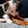 adorable, animal, black, bone, brown, chewing, closeup, cute, dog, fur, furry, indoor, mouth, paw, pet, playful, puppy, soft, white, young
