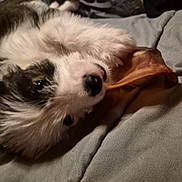 Lucy is registered to the contest to win money with this photo: dog, puppy, chew_toy, close_up, pet, fur, black_and_white, nose, eye, playful, lying_down, bed, blanket, soft_texture, animal, canine, indoor, cute, chewing, relaxed