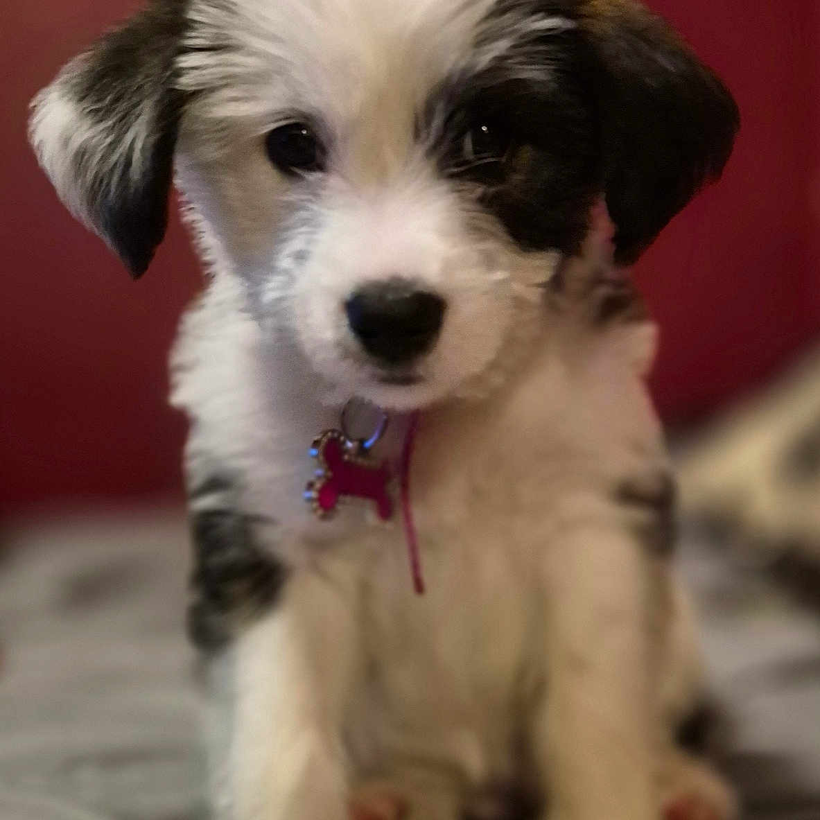 Lucy joined the competition — help win amazing prizes! puppy, dog, black_and_white, fluffy, pet, collar, tag, bed, indoor, cute, small, young, animal, fur, ears, face, sitting, looking, pink, background