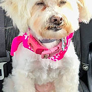 Mia joined the competition — help win amazing prizes! dog, white_dog, pet, car_seat, pink_collar, pink_bow, fluffy, sitting, cute, animal, fur, indoors, seatbelt, closeup, canine, companion, adorable, portrait, vehicle, squinting