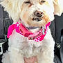 dog, white_dog, pet, car_seat, pink_collar, pink_bow, fluffy, sitting, cute, animal, fur, indoors, seatbelt, closeup, canine, companion, adorable, portrait, vehicle, squinting