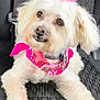 dog, white_dog, pet, car_seat, pink_collar, pink_bow, cute, fluffy, animal, domestic_animal, mammal, companion, relaxed, indoor, closeup, portrait, sitting, paw, fur, canine