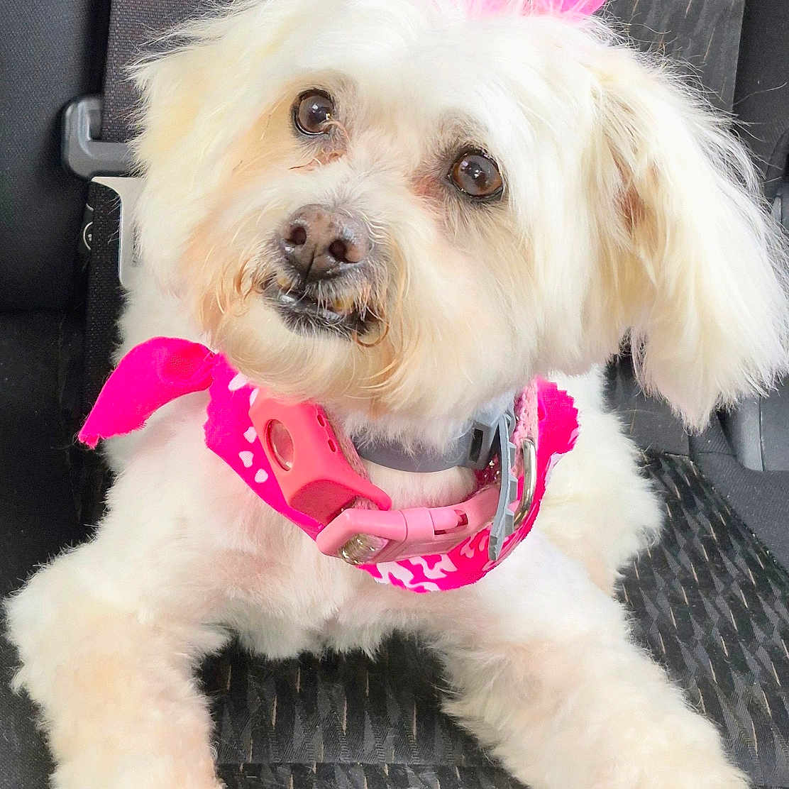 Mia is registered to the contest to win money with this photo: dog, white_dog, pet, car_seat, pink_collar, pink_bow, cute, fluffy, animal, domestic_animal, mammal, companion, relaxed, indoor, closeup, portrait, sitting, paw, fur, canine