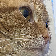 Tigger joined the competition — help win amazing prizes! animal, cat, close_up, closeup, curious, cute, domestic_cat, eye, face, feline, focused, fur, ginger_cat, indoor, mammal, nose, pet, portrait, soft_texture, whiskers