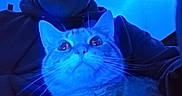 Tigger is registered to the contest to win money with this photo: animal, animal_portrait, blue_light, cat, close_up, cozy, curious, domestic_cat, eyes, face, fur, hoodie, indoor, indoor_lighting, mystery, person, pet, portrait, soft_focus, whiskers