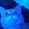 cat, close_up, blue_light, indoor, animal, pet, whiskers, fur, eyes, face, person, hoodie, curious, mystery, cozy, portrait, domestic_cat, animal_portrait, indoor_lighting, soft_focus