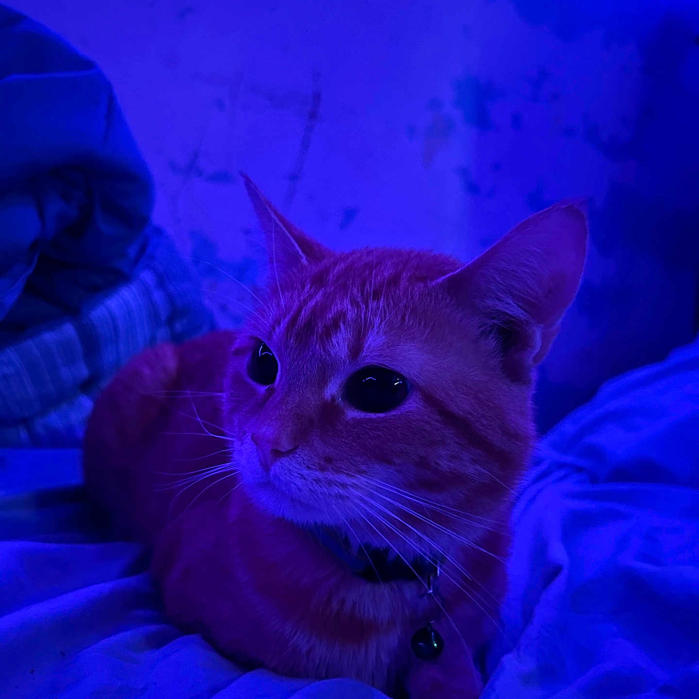 Tigger