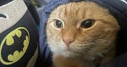 Tigger joined the competition — help win amazing prizes! cat, orange_cat, close_up, blanket, cozy, indoor, plush_toy, batman_logo, feline, pet, whiskers, fur, cute, snug, comfort, soft, domestic_animal, animal, mammal, portrait