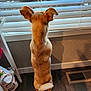 dog, tan_dog, small_dog, standing, hind_legs, window, blinds, indoor, wooden_floor, vent, ears, tail, curled_tail, curious, pet, domestic, household, shadow, light, daylight