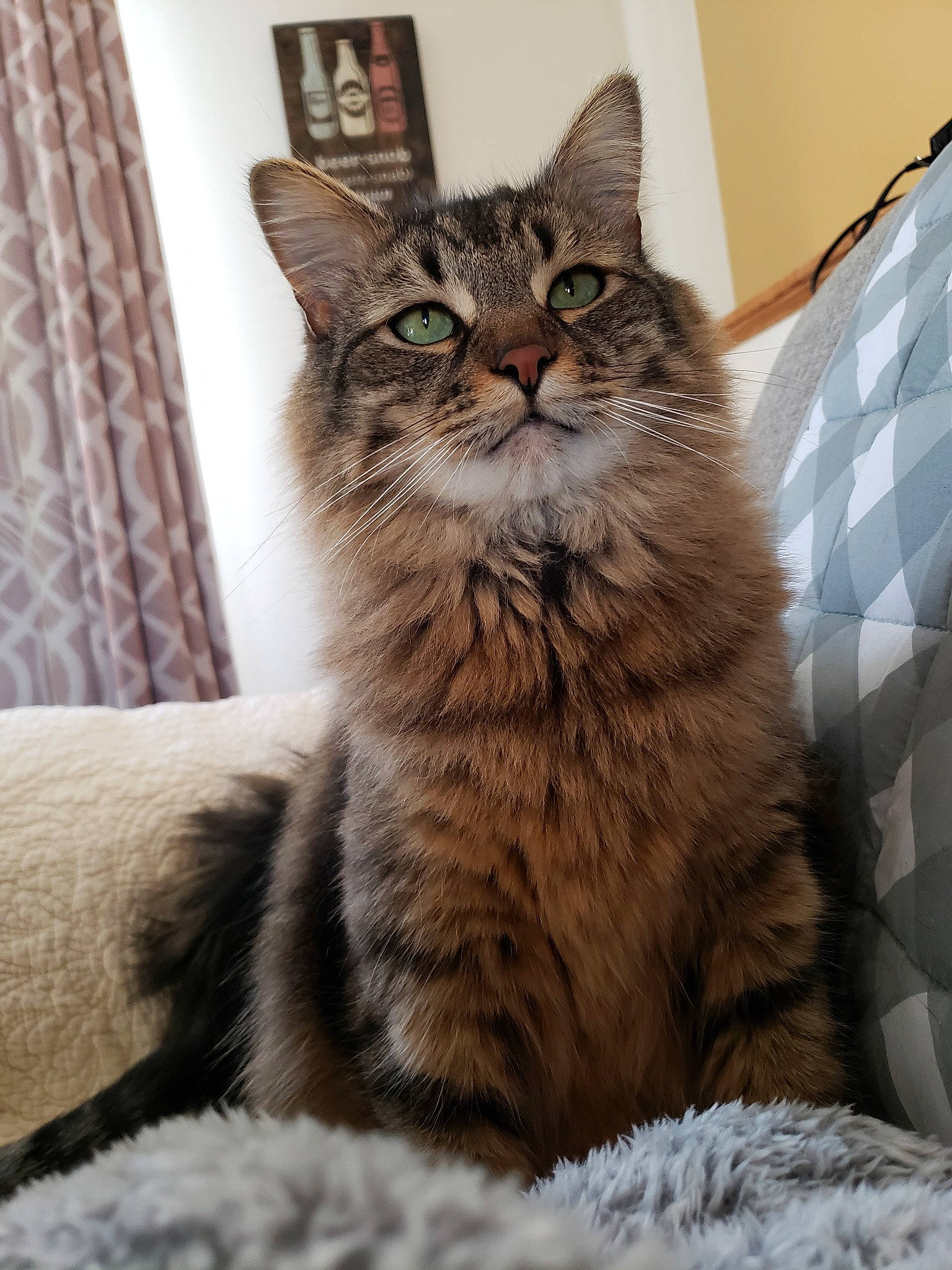 Gronk joined the competition — help win amazing prizes! asian, british_semi_longhair, carnivore, cat, domestic_long_haired_cat, domestic_short_haired_cat, dragon_li, european_shorthair, felidae, fur, kitten, maine_coon, mammal, norwegian_forest_cat, pixie_bob, siberian, small_to_medium_sized_cats, tabby_cat, vertebrate, whiskers
