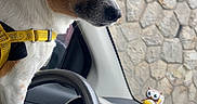 Max participe au concours pour gagner de l'argent avec cette photo : dog, steering_wheel, car_interior, dashboard, figurines, yellow_harness, window, stone_wall, pet, animal, vehicle, curious, brown_and_white_dog, close_up, indoor, seatbelt, toy, cute, companion, travel