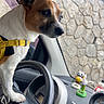 dog, steering_wheel, car_interior, dashboard, figurines, yellow_harness, window, stone_wall, pet, animal, vehicle, curious, brown_and_white_dog, close_up, indoor, seatbelt, toy, cute, companion, travel