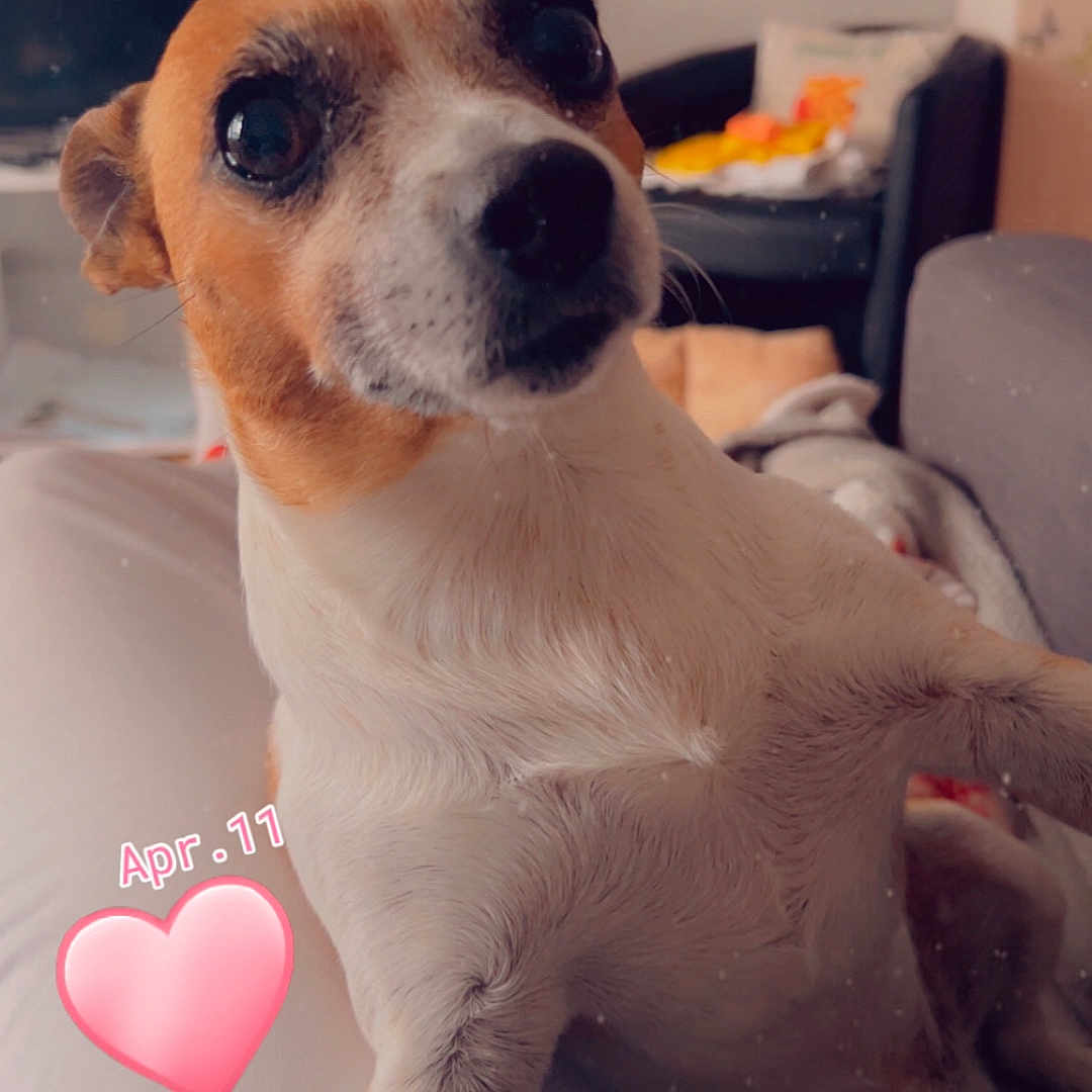 Max participe au concours pour gagner de l'argent avec cette photo : dog, pet, small_dog, indoor, living_room, furniture, couch, butterfly, wall_decor, plant, blanket, closeup, cute, animal, companion, home, relaxed, white, brown, expression
