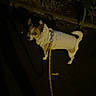 Max a rejoint le concours — aidez-le/la à gagner de superbes lots ! dog, small_dog, leash, white_sweater, night, dark, pavement, plants, curious, pet, animal, outdoor, walking, canine, brown_and_white, looking_back, cozy, evening, quiet, side_view