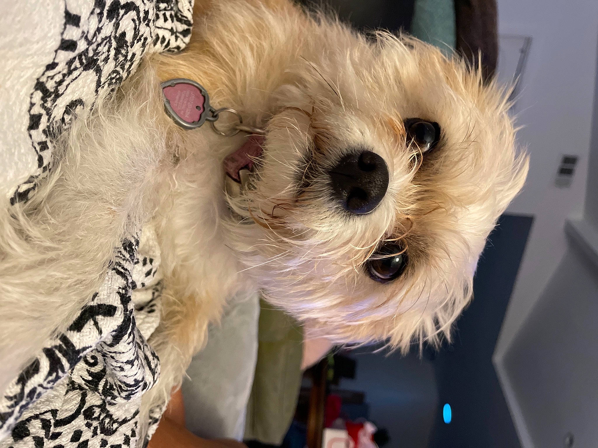 Gucci joined the competition — help win amazing prizes! carnivore, companion_dog, dog_breed, dog_clothes, event, eye, eyewear, fawn, felidae, fur, head, iris, plant, snout, stuffed_toy, sunglasses, toy, toy_dog, whiskers, working_animal