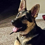 Rebel is registered to the contest to win money with this photo: dog, german_shepherd, pet, indoor, carpet, fur, tongue, ears, collar, animal, mammal, canine, portrait, happy, smiling, side_view, domestic, companion, relaxed, home