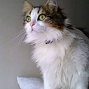 Cannelle participe au concours pour gagner de l'argent avec cette photo : cat, fluffy, green_eyes, white_fur, tabby, pet, indoor, pillow, feline, domestic_cat, whiskers, curious, soft_fur, alert, animal, portrait, side_view, sitting, household, calm