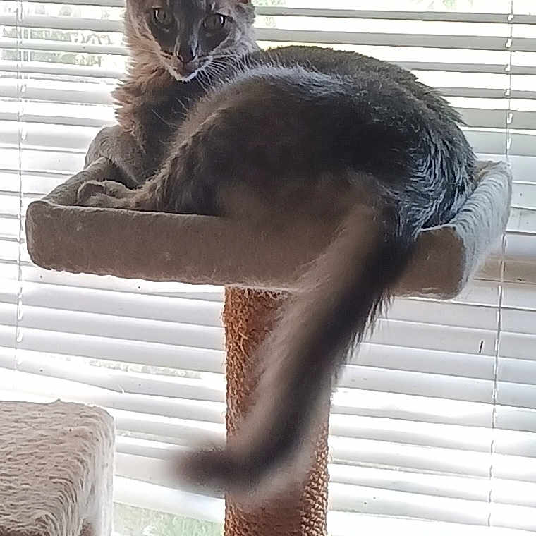 Romeo joined the competition — help win amazing prizes! animal, blinds, cat, cat_tree, cozy, ears, feline, fur, gray_cat, home, indoor, looking, perch, pet, relaxed, resting, sunlight, tail, whiskers, window