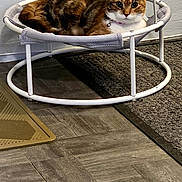 Lucy is registered to the contest to win money with this photo: cat, tortoiseshell_cat, pet, animal, feline, lying_down, resting, pet_bed, trampoline, pom_pom_toy, indoor, floor, wood_floor, rug, wall, home, photography, portrait, whiskers, alert
