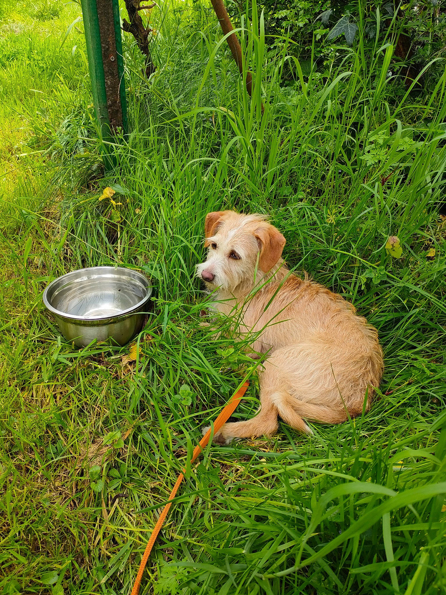 Ticoeur participe au concours pour gagner de l'argent avec cette photo : carnivore, companion_dog, dog, dog_breed, dog_supply, garden_hose, grass, groundcover, herb, pet_food, pet_supply, plant, spoon, sporting_group, tail, terrestrial_animal, working_animal