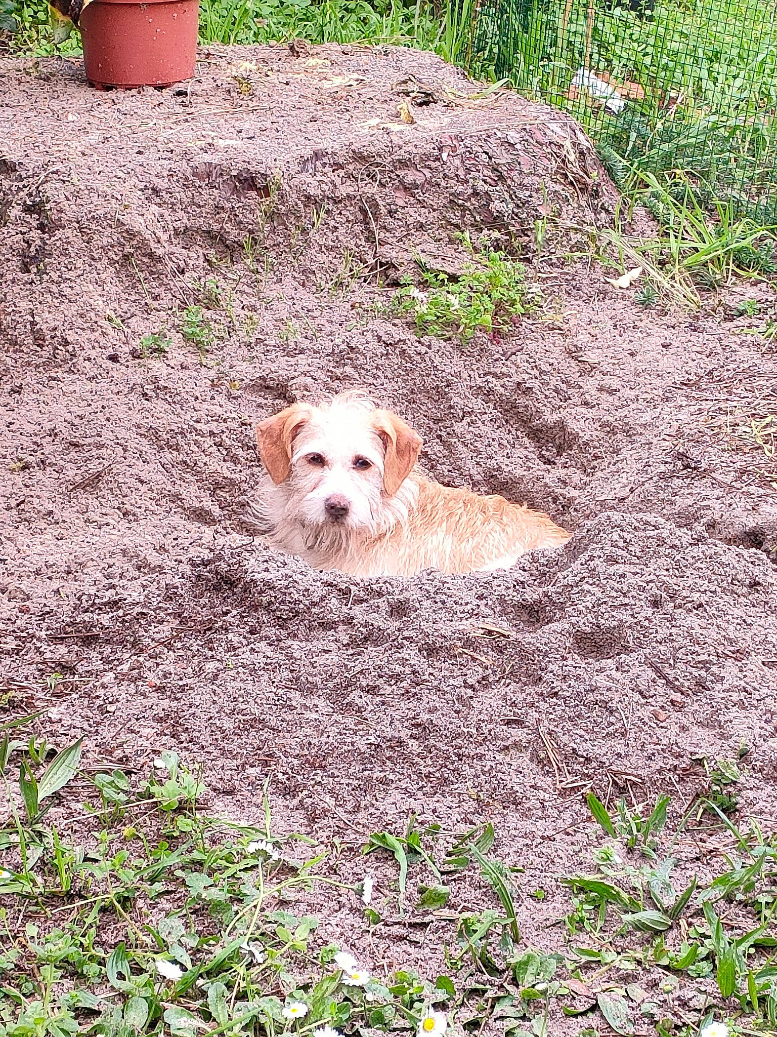 Ticoeur participe au concours pour gagner de l'argent avec cette photo : canidae, carnivore, companion_dog, dog, dog_breed, fawn, flowerpot, grass, grass_family, groundcover, landscape, plant, road_surface, snout, soil, sporting_group, tail, terrestrial_animal, toy_dog, working_animal